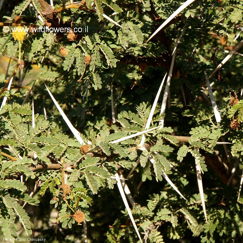 Acacia horrida